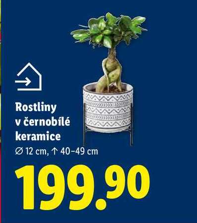 Rostliny v černobílé keramice