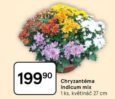 Chryzantéma indicum mix, 1 ks. květináč 27 cm