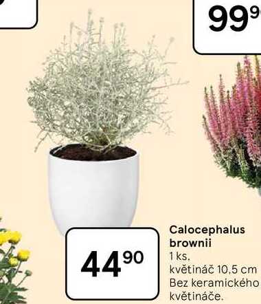Calocephalus brownii, 1 ks. květináč 10,5 cm  