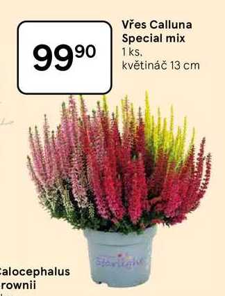 Vřes Calluna Special mix, 1 ks. květináč 13 cm 