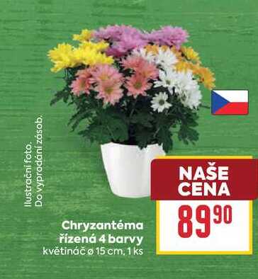 Chryzantéma řízená 4 barvy květináč o 15 cm, 1 ks
