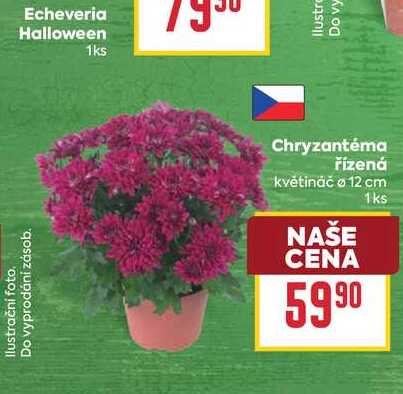 Chryzantéma řízená květináč o 12 cm 1ks