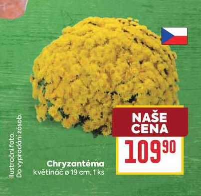 Chryzantéma květináč o 19 cm, 1ks