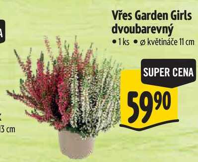 Vřes Garden Girls dvoubarevný 