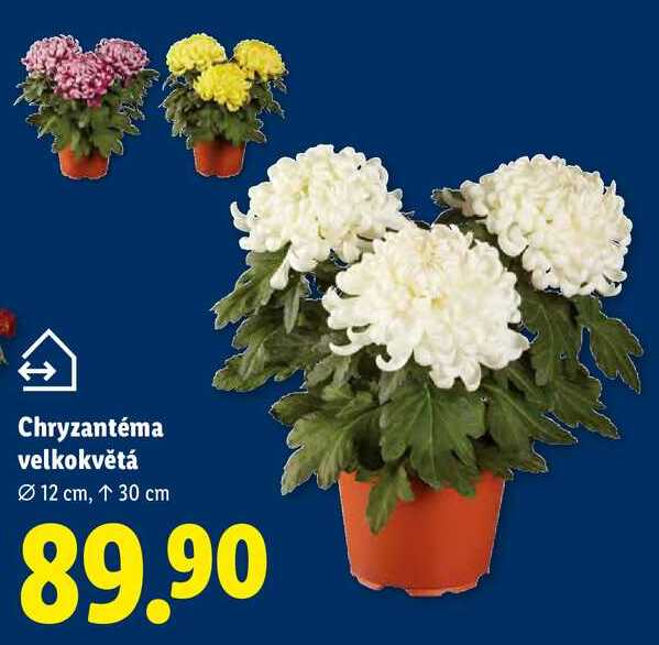 Chryzantéma velkokvětá