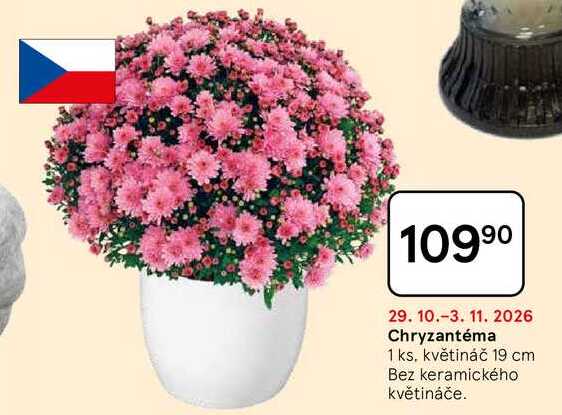 Chryzantéma, 1 ks, květináč 19 cm, Bez keramického květináče 
