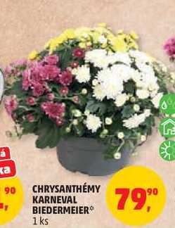 CHRYSANTHEMY KARNEVAL BIEDERMEIER, 1 ks