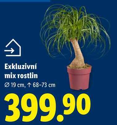 Exkluzivní mix rostlin