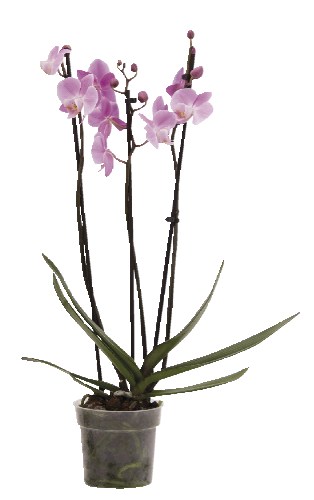 Phalaenopsis multiflora 3 výhony
