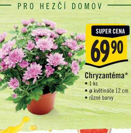  Chryzantéma, pr. květináče 12 cm  