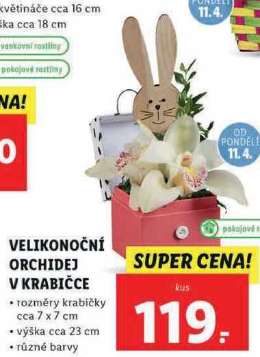 VELIKONOČNÍ ORCHIDEJ V KRABIČCE