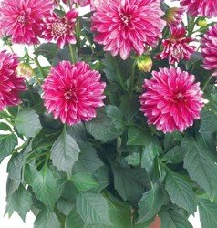 Jiřina (Dahlia dalinova)