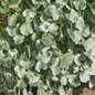STŘÍBRNÝ DÉŠŤ (DICHONDRA)