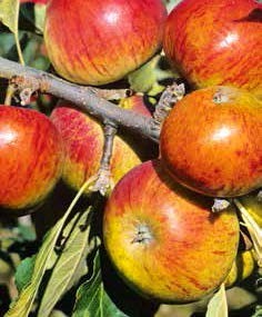 JABLOŇ DOMÁCÍ (MALUS DOMESTICA)
