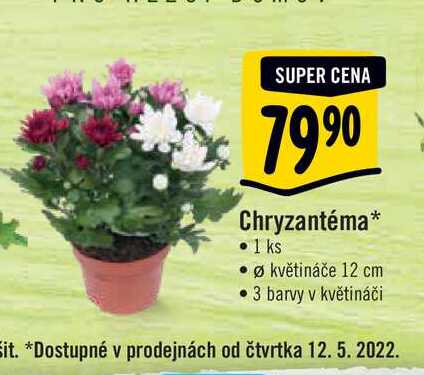  Chryzantéma, pr. květináče 12 cm 