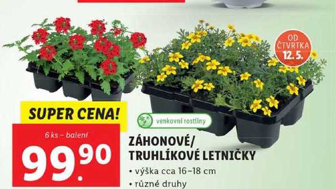 ZÁHONOVÉ/TRUHLÍKOVÉ LETNIČKY, 6 ks