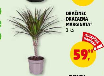 ARCHIV | DRAINEC DRACAENA MARGINATA, 1 ks v akci platn do: 1.3.2023 |  AkcniCeny.cz