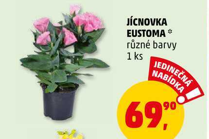 JÍCNOVKA EUSTOMA, 1 ks