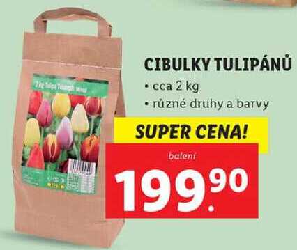 CIBULKY TULIPÁNŮ cca 2 kg