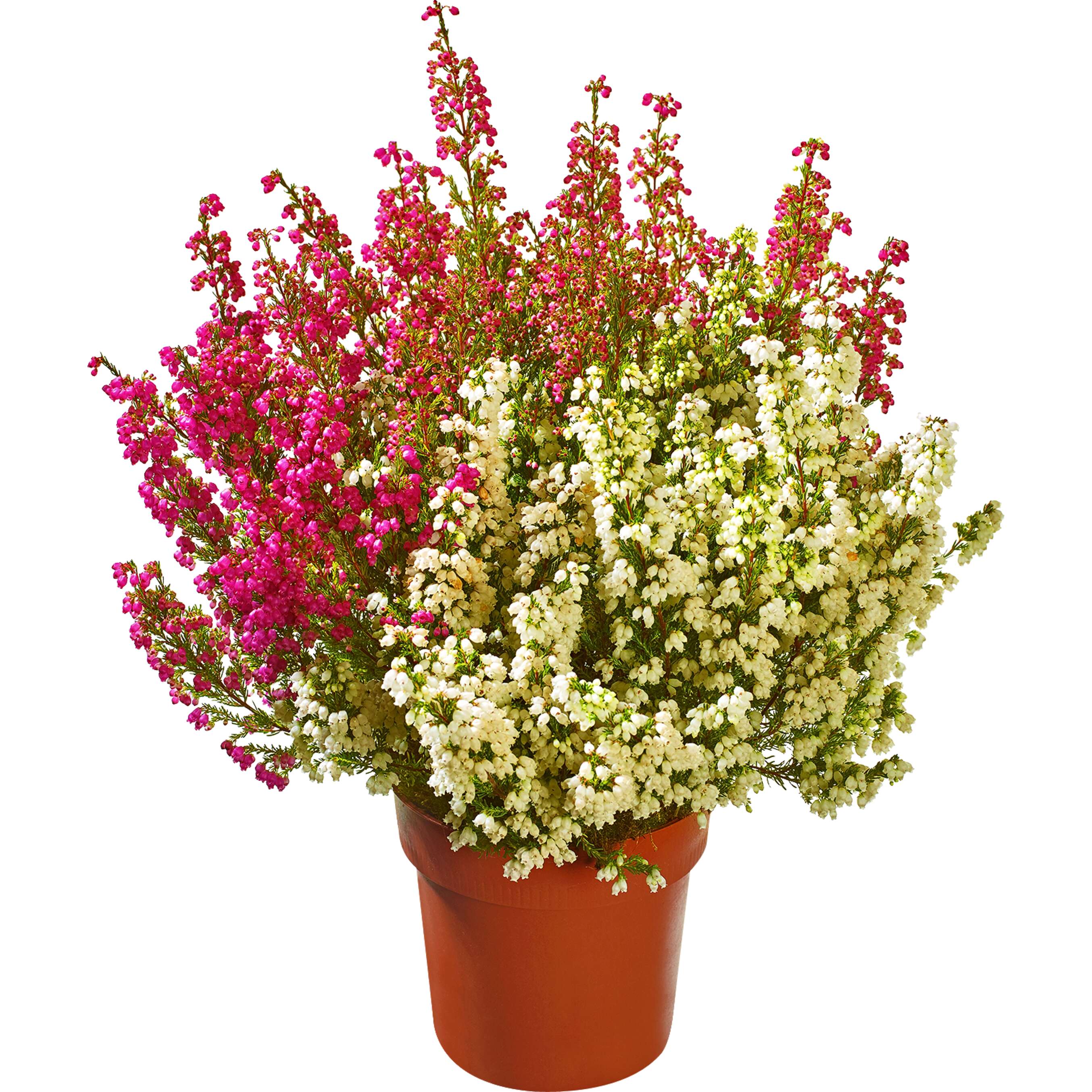 Erica gracilis - Vřesovec dvoubarevný