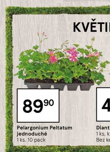 Pelargonium Peltatum jednoduché