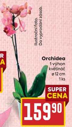 Orchidea 1 výhon květináč 12 cm, 1ks 