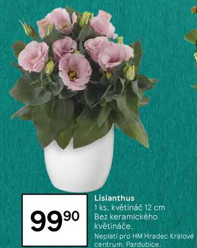 Lisianthus 1 ks, květináč 12 cm 