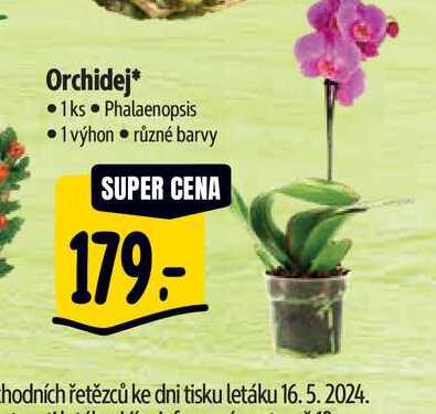 Orchidej  1ks Phalaenopsis • 1 výhon  