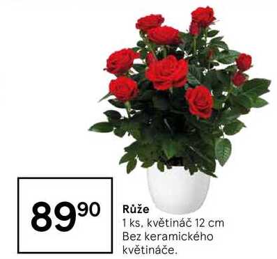 Růže 8990 1 ks, květináč 12 cm 