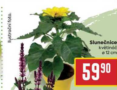 Slunečnice květináč 12 cm