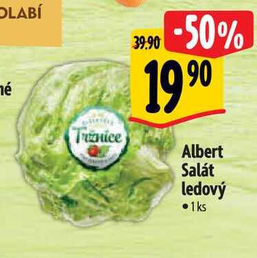 Albert Salát ledový • 1ks