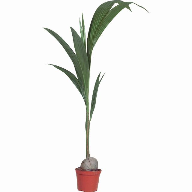 Kokosovník ořechoplodý - Cocos nucifera