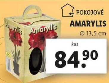 AMARYLIS 