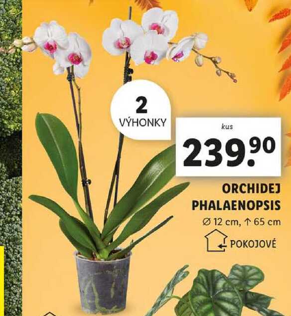 ORCHIDEJ PHALAENOPSIS