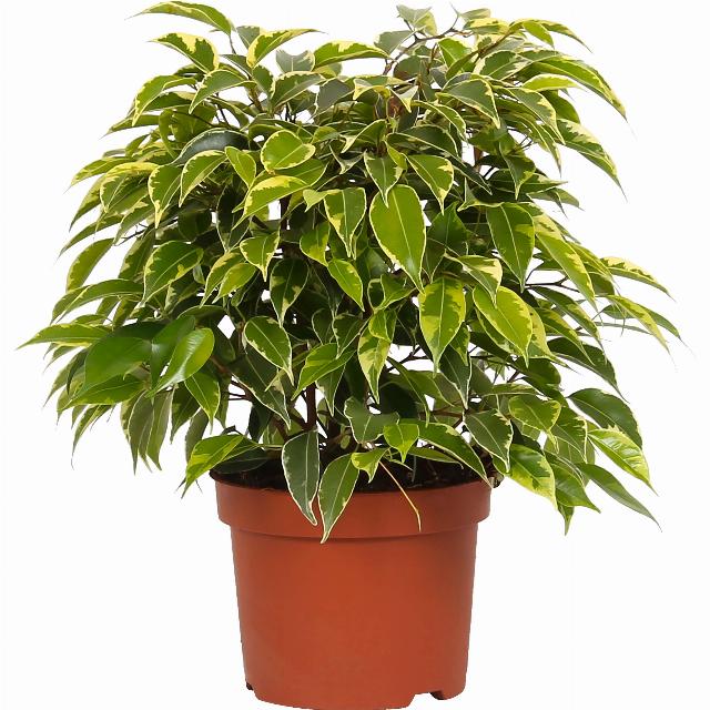 Ficus benjamina "Kinky"