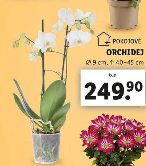 ORCHIDEJ