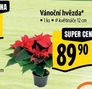Vánoční hvězda