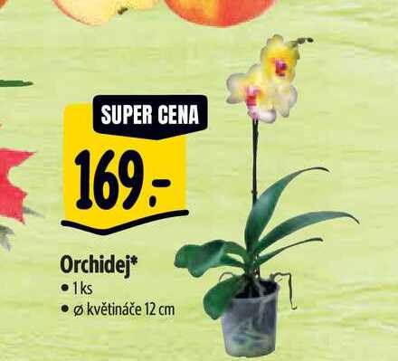  Orchidej, p. květináče 12 cm 