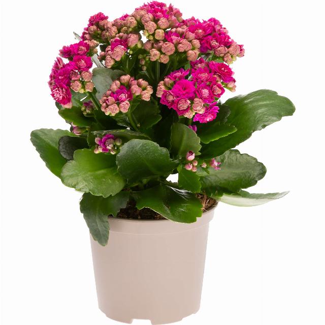 Kalanchoe plnokvětá Kolopejka