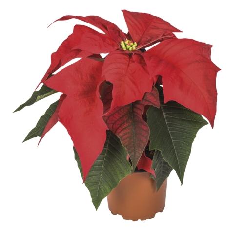 Poinsettia (vánoční hvězda), 1 KS