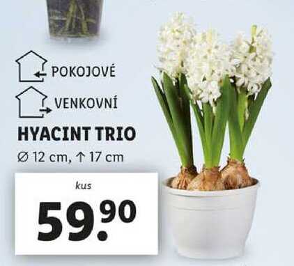 HYACINT TRIO