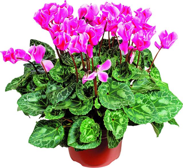 Brambořík Cyclamen persicum