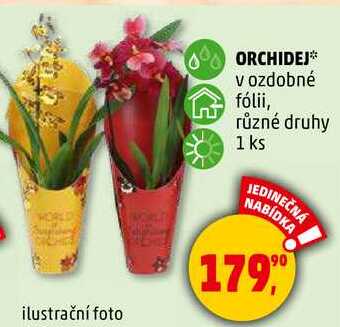 ORCHIDEJ v ozdobné fólii, různé druhy, 1 ks 