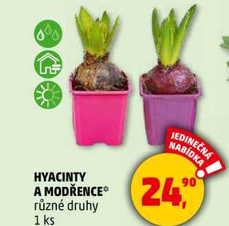 HYACINTY A MODŘENCE různé druhy, 1 ks 