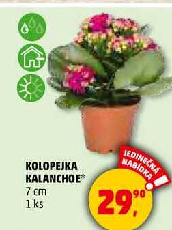 KOLOPEJKA KALANCHOE 7 cm, 1 ks