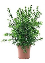Štětkovec citronový (Callistemon citrinus)