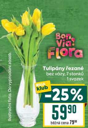 Tulipány řezané bez vázy, 7 stonků 1 svazek