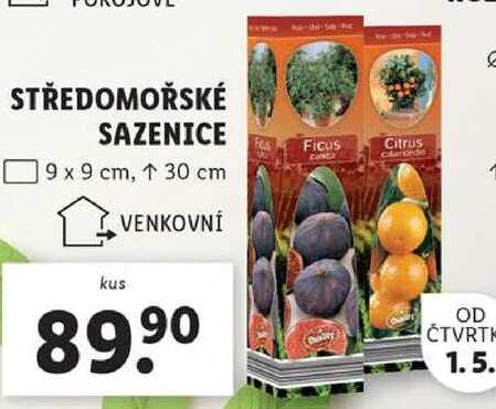 STŘEDOMOŘSKÉ SAZENICE 
