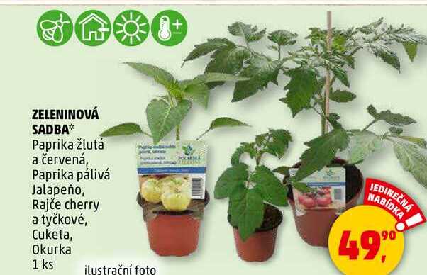 ZELENINOVÁ SADBA Paprika žlutá a červená, 1 ks 