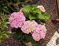 HORTENZIE VELKOLISTÁ (HYDRANGEA MACROPHYLLA)